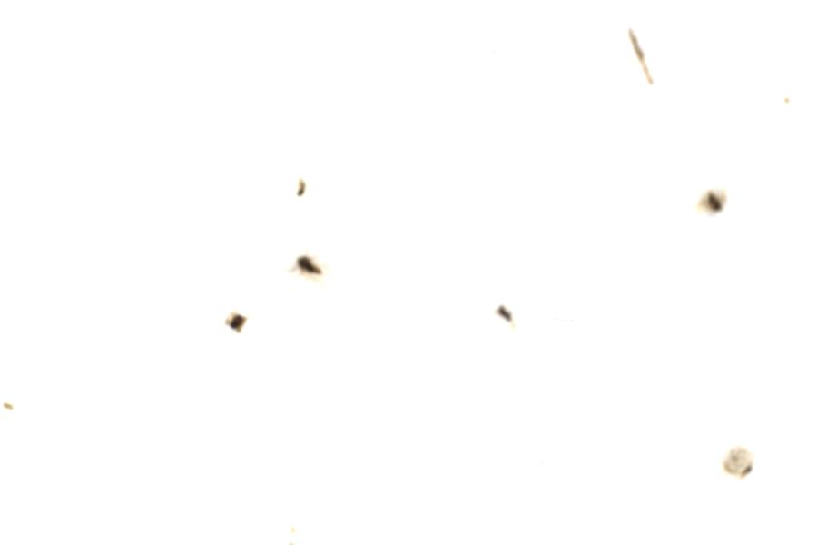 Image 79